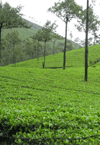 Munnar Tea Estate View