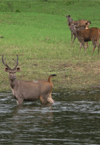 Deer @ Thekkady